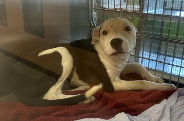 A young small-sized female Pit Bull Terrier dog named Pen  Lemon for adoption in Lawrenceville, GA