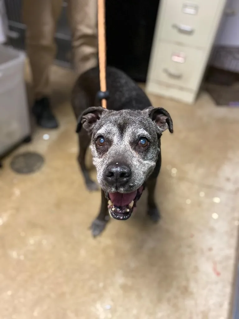 A senior medium-sized female Boxer dog named Eddie for adoption in New Braunfels, TX