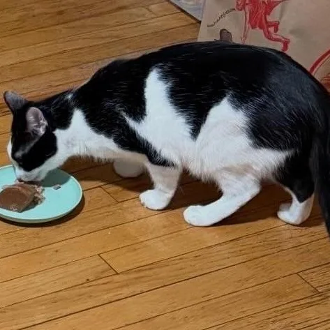A young medium-sized male Black & White / Tuxedo Domestic Short Hair cat named Aragon for adoption in Chicago, IL