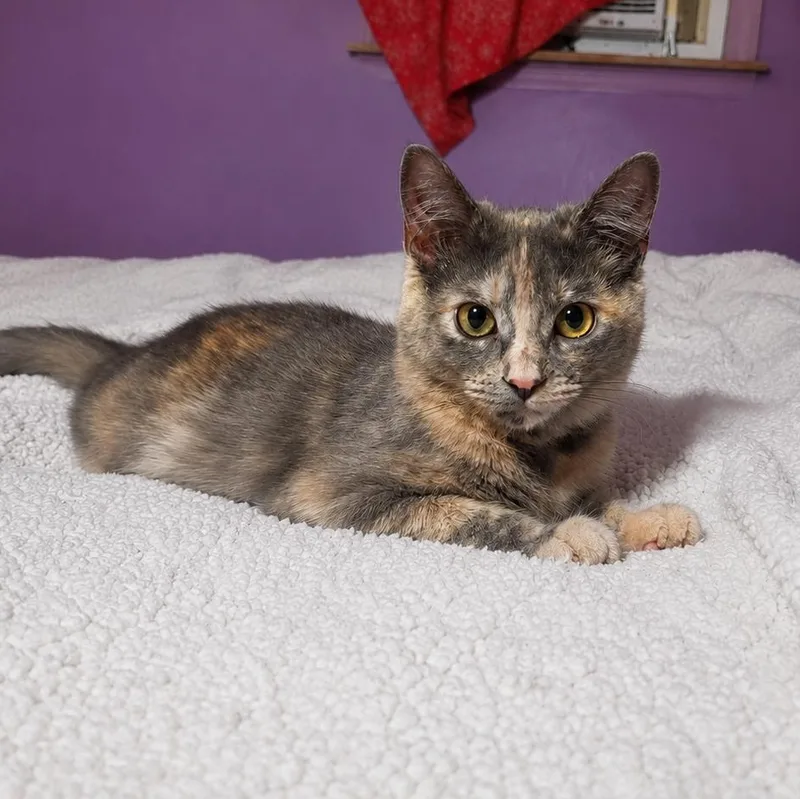A baby medium-sized female Domestic Long Hair cat named Angel for adoption in Moriches, NY