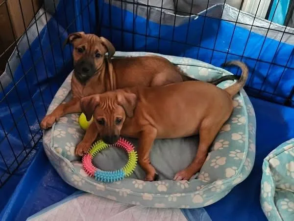 A baby medium-sized female Black Mouth Cur dog named Chloe for adoption in Berlin, NJ