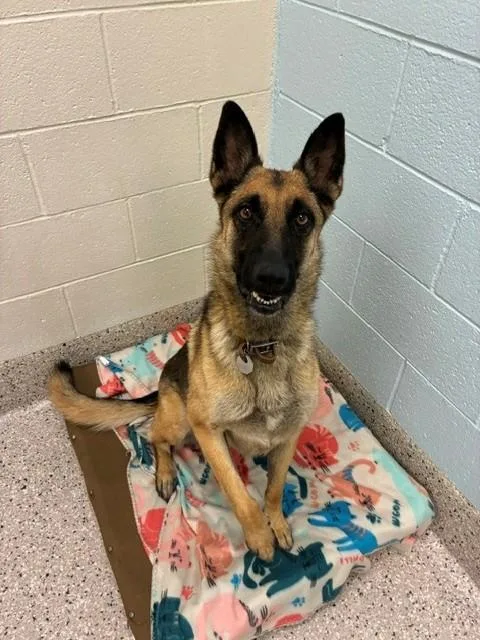 A young large-sized female Belgian Shepherd / Malinois dog named Trinity for adoption in Brighton, CO
