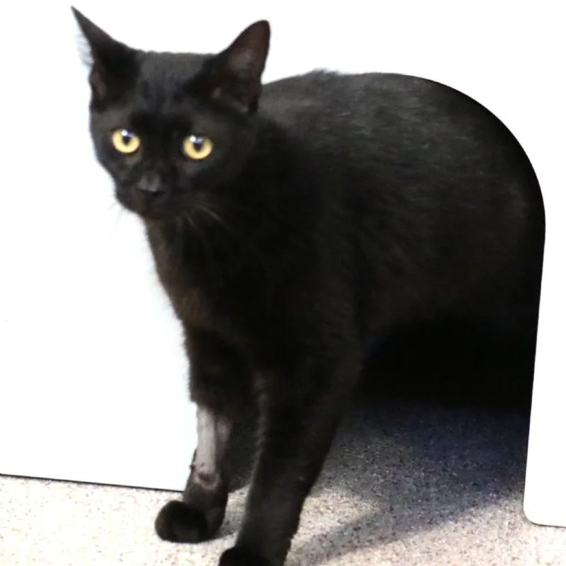 An adult large-sized male Domestic Short Hair cat named Heci for adoption in Sarasota, FL