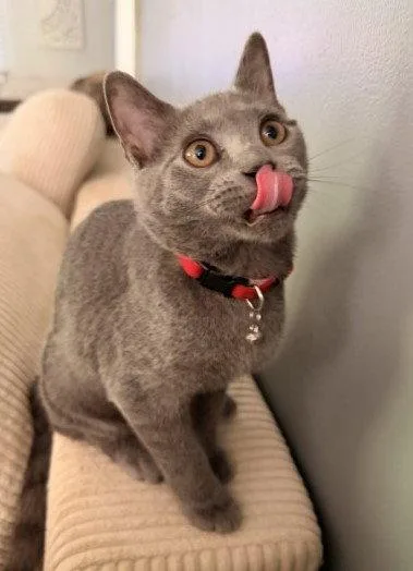 A baby medium-sized female Gray / Blue / Silver Domestic Short Hair cat named Silk Willow Grove Area for adoption in Greenville, DE