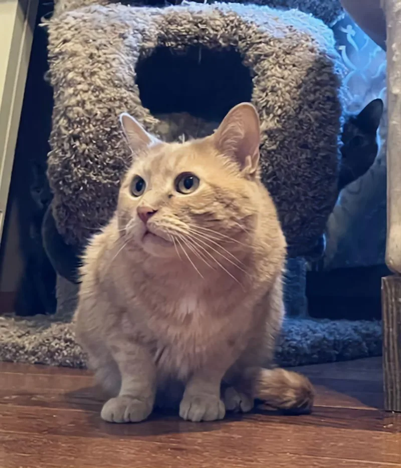 Garfield Fiv+ thumbnail 2