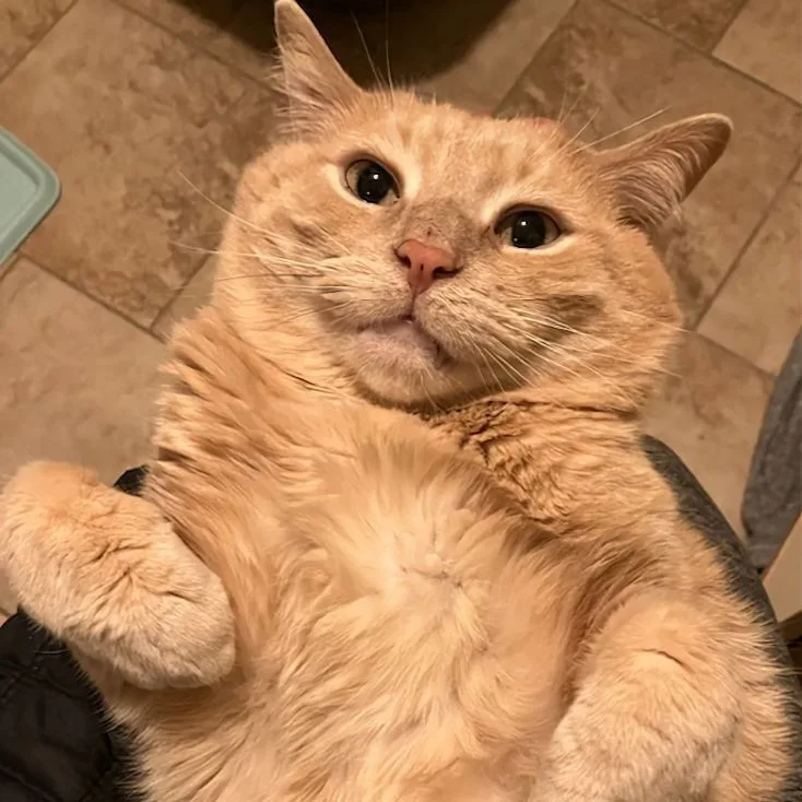 Garfield Fiv+