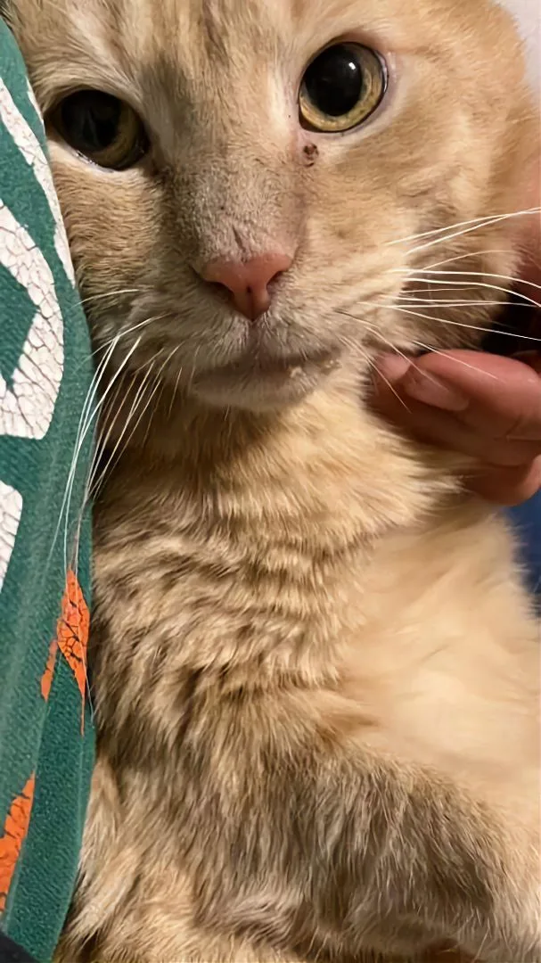 Garfield Fiv+ thumbnail 3