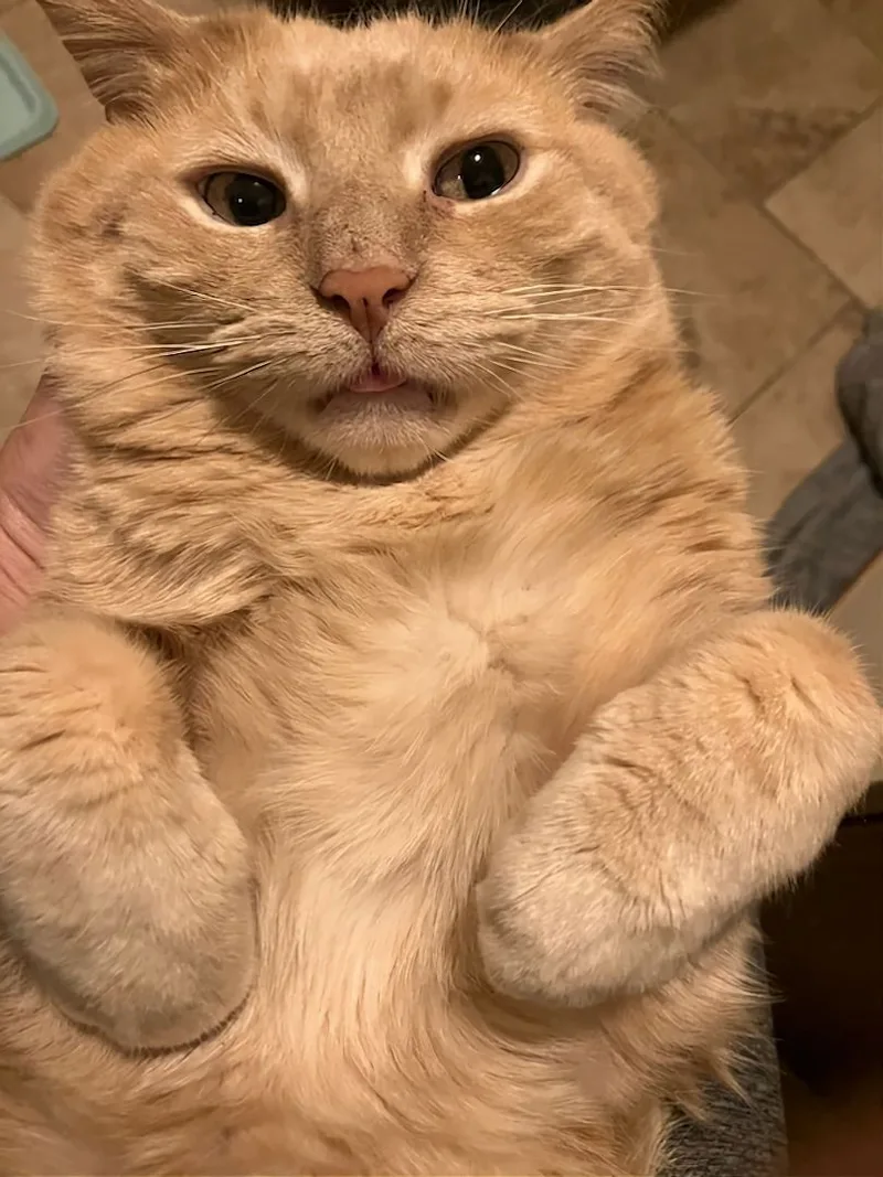 Garfield Fiv+ thumbnail 4