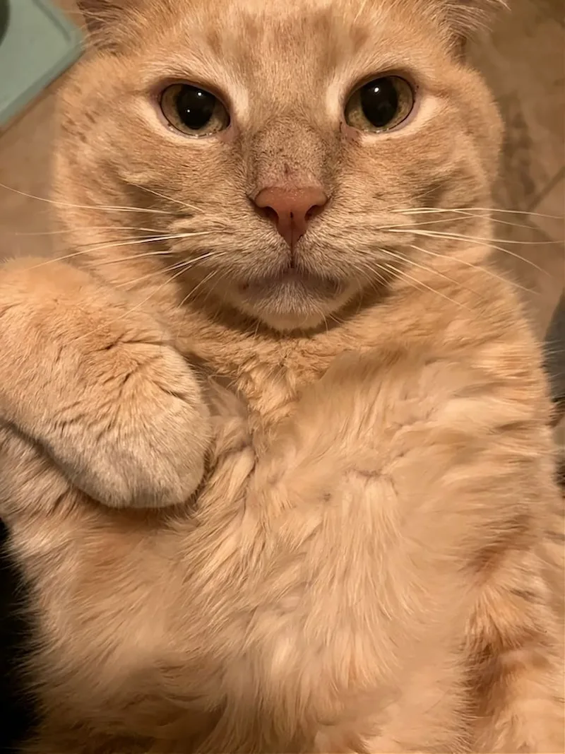 Garfield Fiv+ thumbnail 5