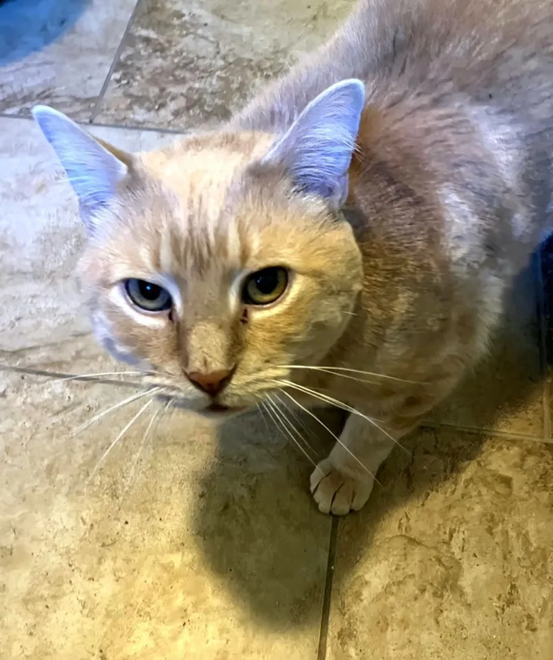 Garfield Fiv+ thumbnail 6