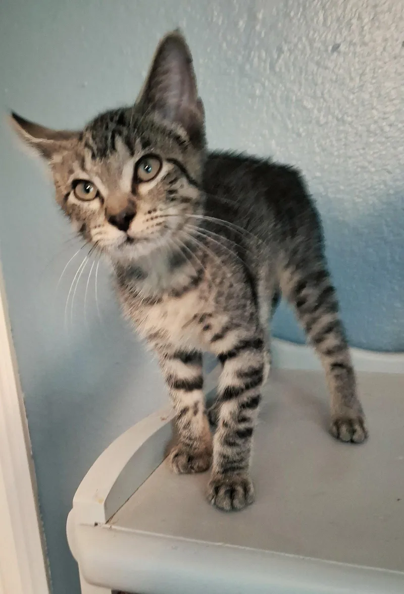 A baby medium-sized male Tabby cat named Basil mrcharming for adoption in Houston, TX