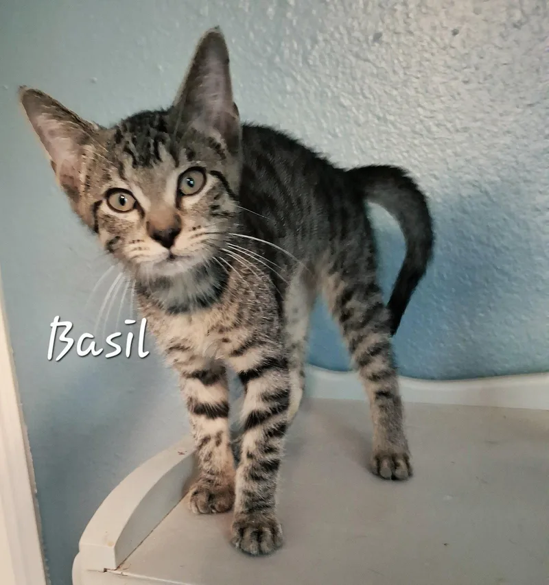 Basil mrcharming thumbnail 2