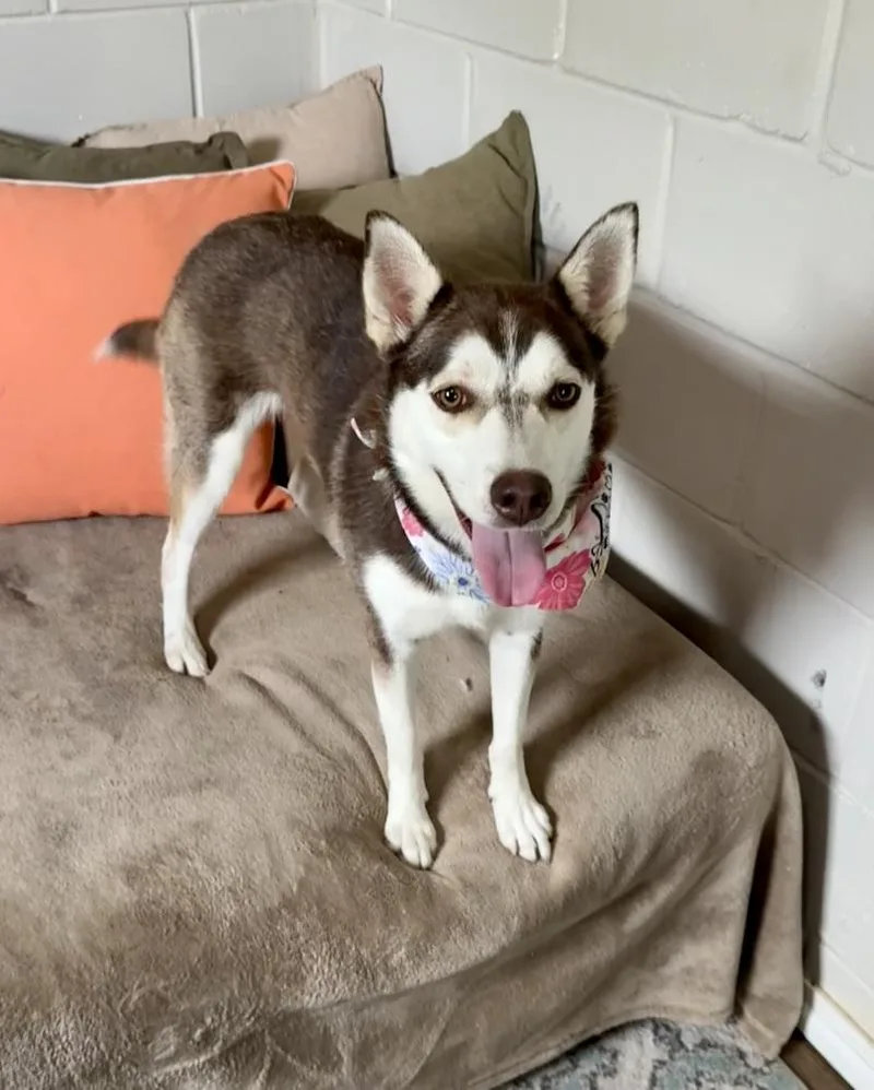 An adult medium-sized female Tricolor (Brown, Black, & White) Husky dog named Sugar for adoption in San Leon, TX