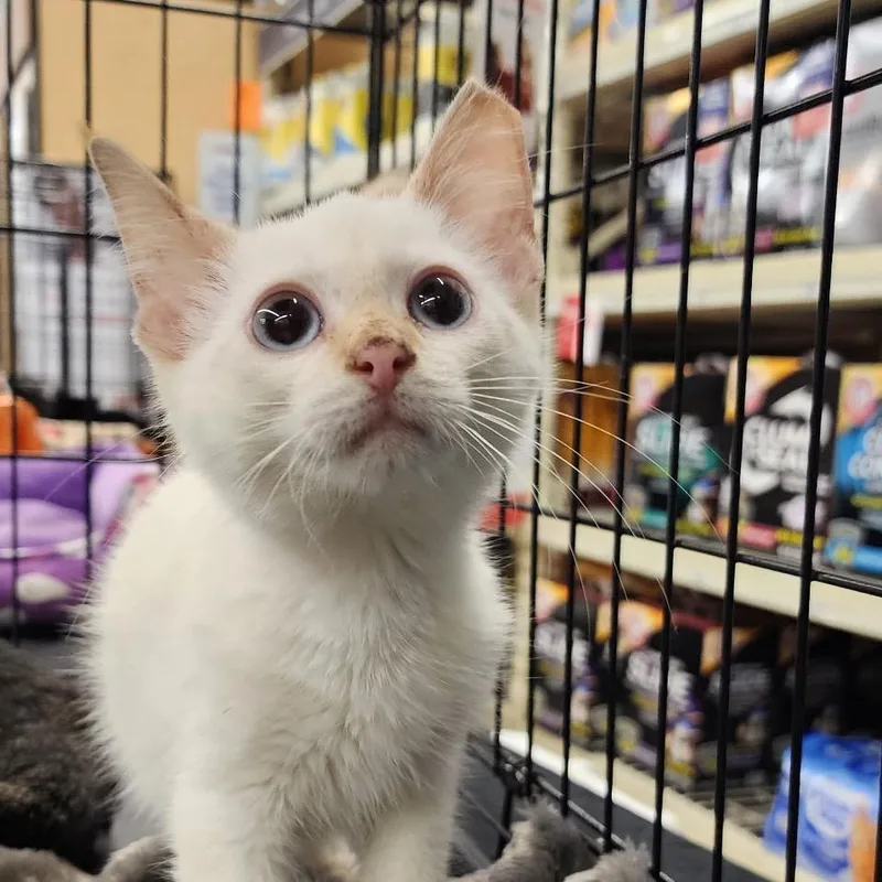 A baby small-sized male Flame Point Domestic Short Hair cat named Vanilla for adoption in Toledo, OH
