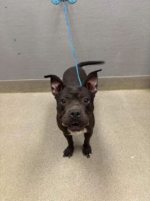 An adult large-sized female Pit Bull Terrier dog named Janet Woods for adoption in Las Vegas, NV