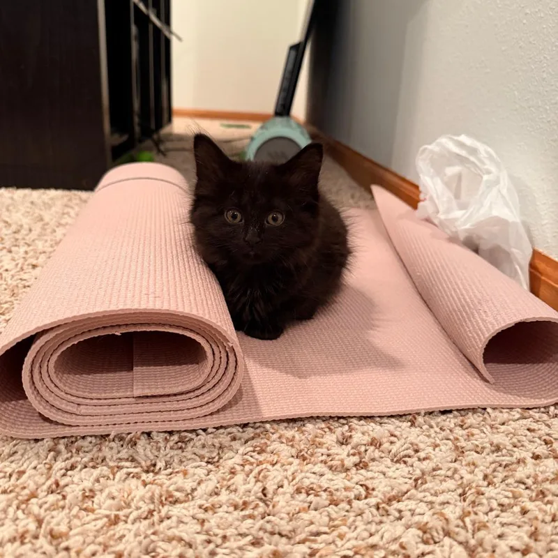 A baby small-sized female Black Domestic Long Hair cat named Barbarian for adoption in West Des Moines, IA