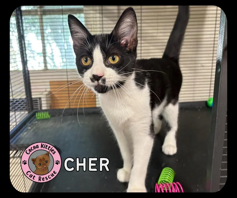 A baby small-sized female Domestic Short Hair cat named Cher for adoption in Hershey, PA