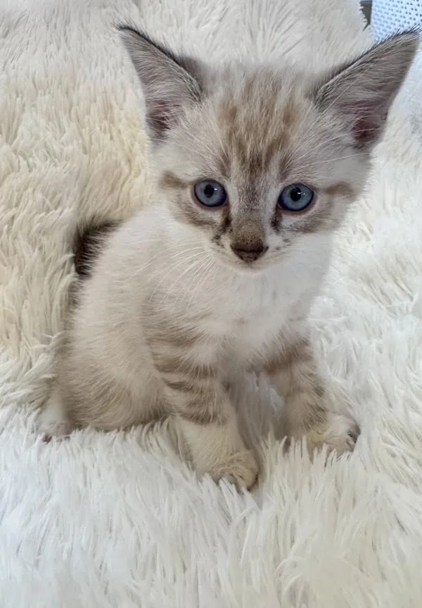 A baby medium-sized male Domestic Short Hair cat named Gizmo for adoption in Salt Lake City, UT