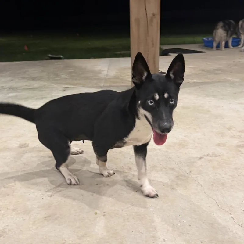 An adult medium-sized female Black Australian Kelpie dog named Sasha for adoption in Baton Rouge, LA