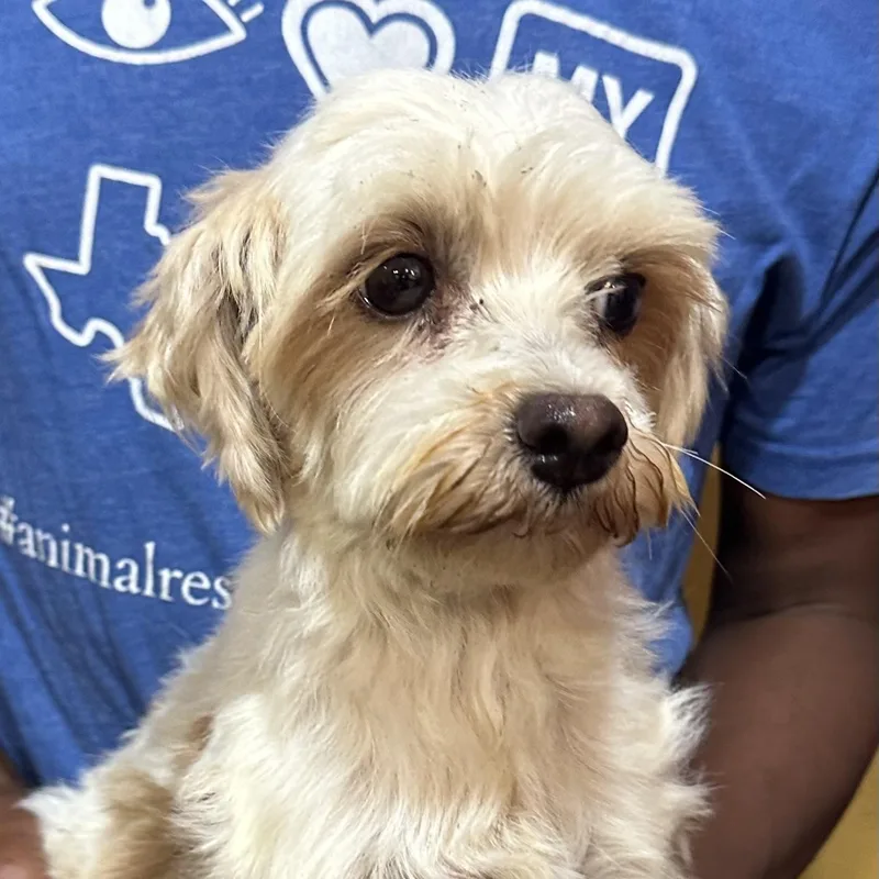 An adult small-sized female White / Cream Poodle dog named Flower Local July for adoption in Brookshire, TX