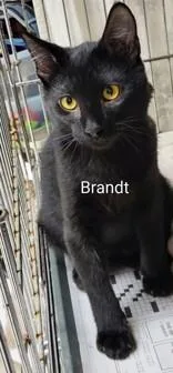 A young small-sized male Black Domestic Short Hair cat named Brandt for adoption in Moline, IL