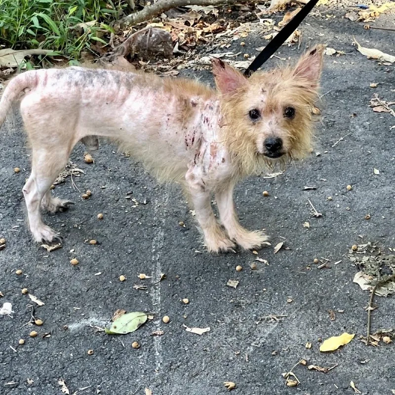 An adult small-sized male Yorkshire Terrier dog named Possum for adoption in Tyrone, GA