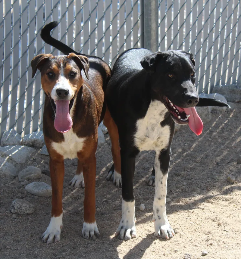 A young medium-sized female Bicolor Mountain Cur dog named Little Mama for adoption in Yucca Valley, CA