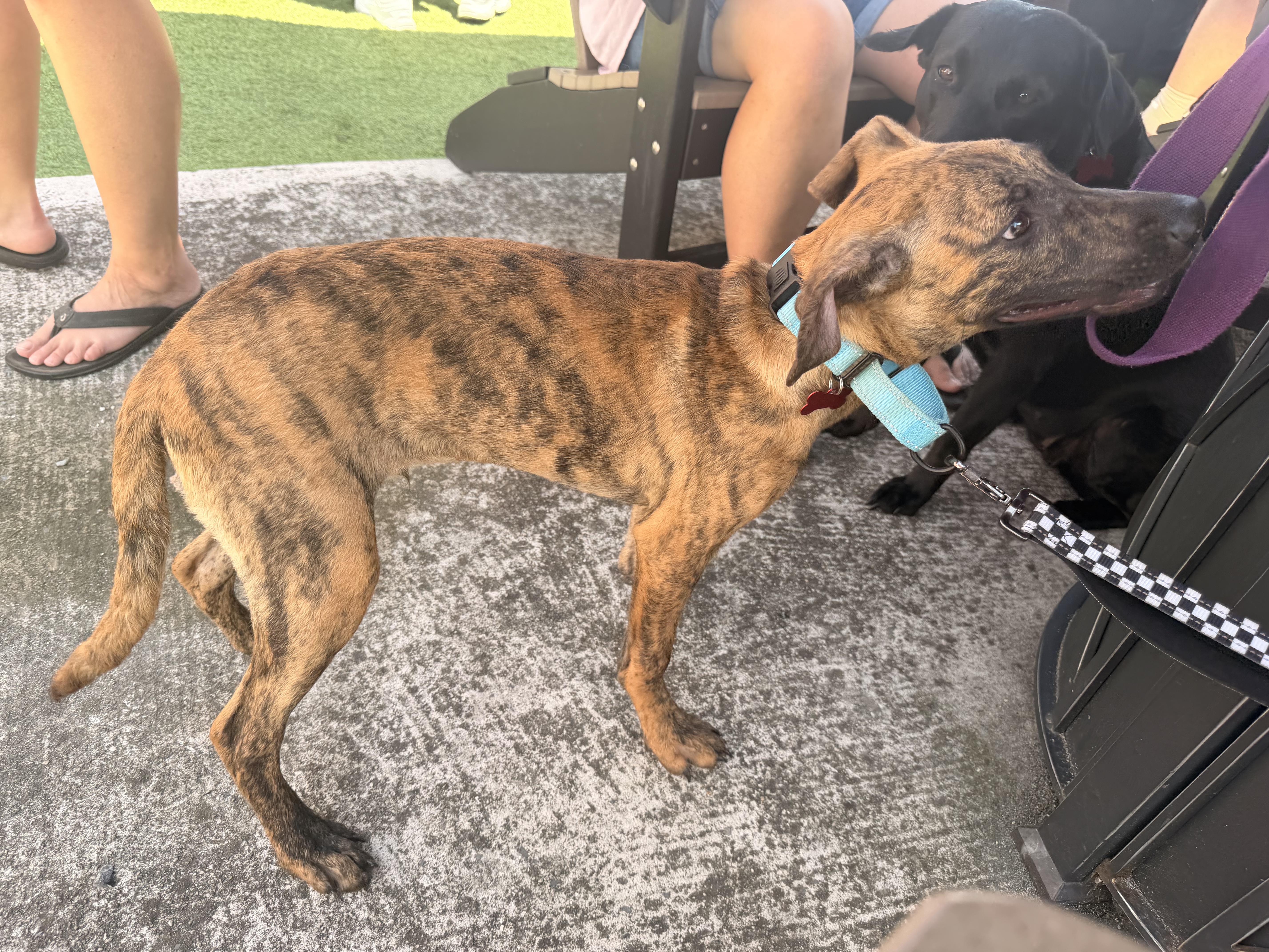 A young large-sized male German Shepherd Dog dog named Maddox for adoption in Houston, TX