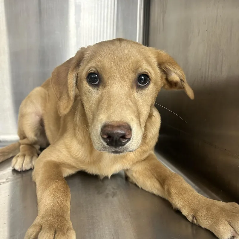 A baby small-sized male Golden Retriever dog named Lloyd for adoption in Uniontown, PA