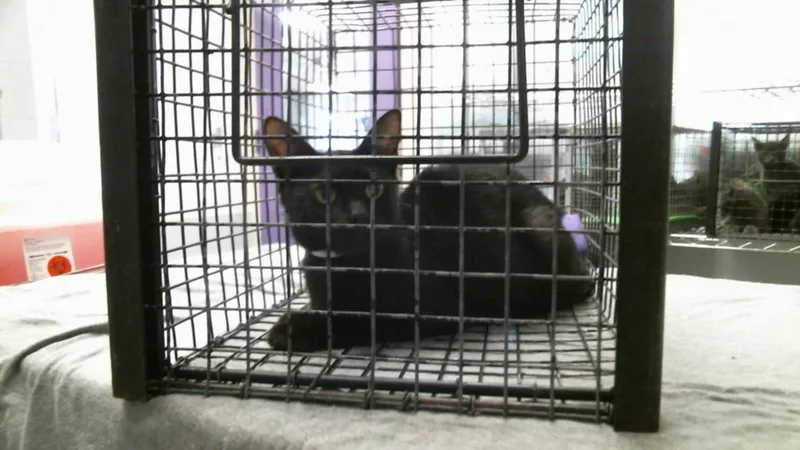 A young medium-sized female Domestic Short Hair cat named Midnight Rose for adoption in Houston, TX