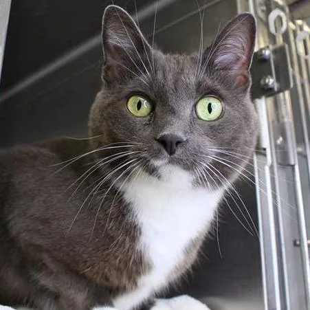 A senior medium-sized female Gray / Blue / Silver Domestic Short Hair cat named Daphne for adoption in Hopkinton, MA