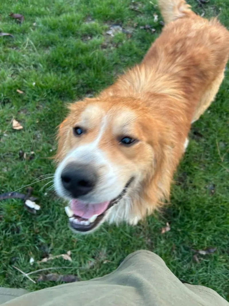 A senior large-sized male Golden Mixed Breed dog named Denver for adoption in Miamitown, OH