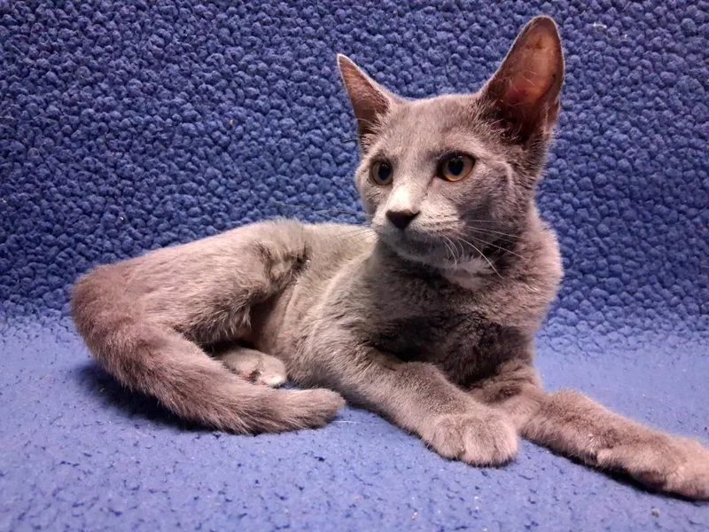 A baby medium-sized female Domestic Short Hair cat named Jordan for adoption in Wintersville, OH