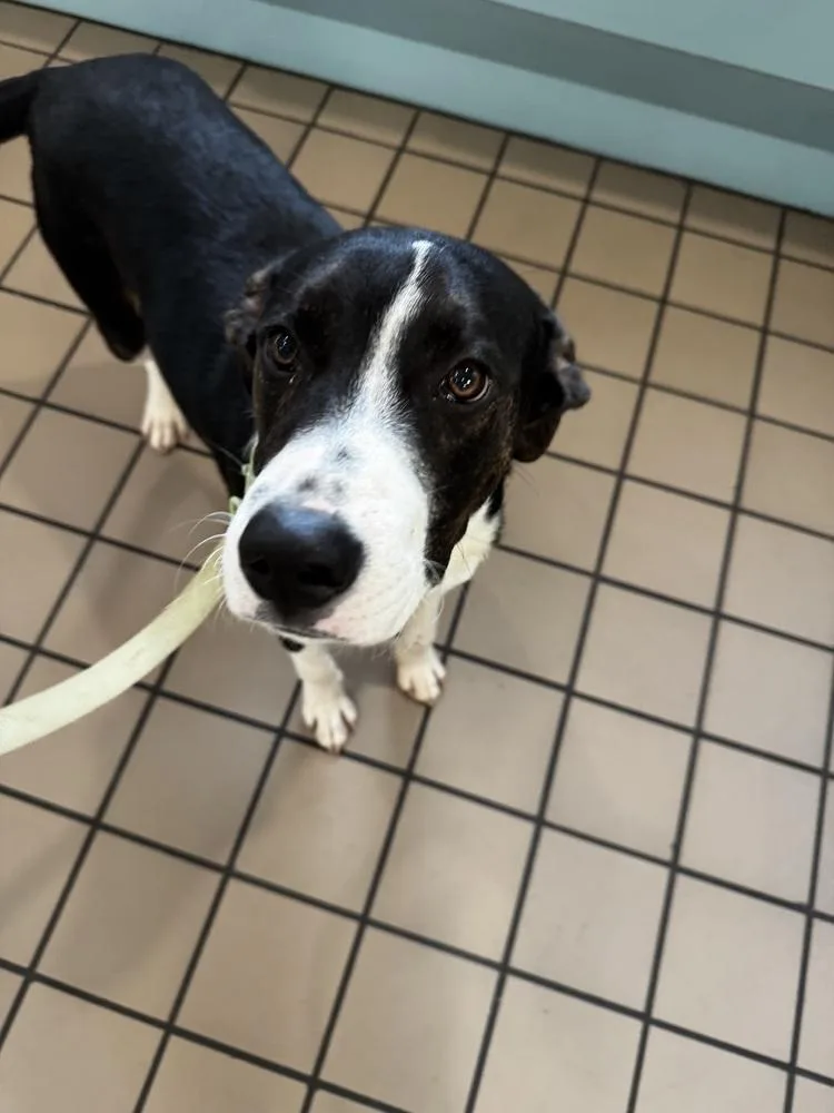 An adult medium-sized male Tricolor (Brown, Black, & White) Mixed Breed dog named Brody for adoption in Mooresville, NC