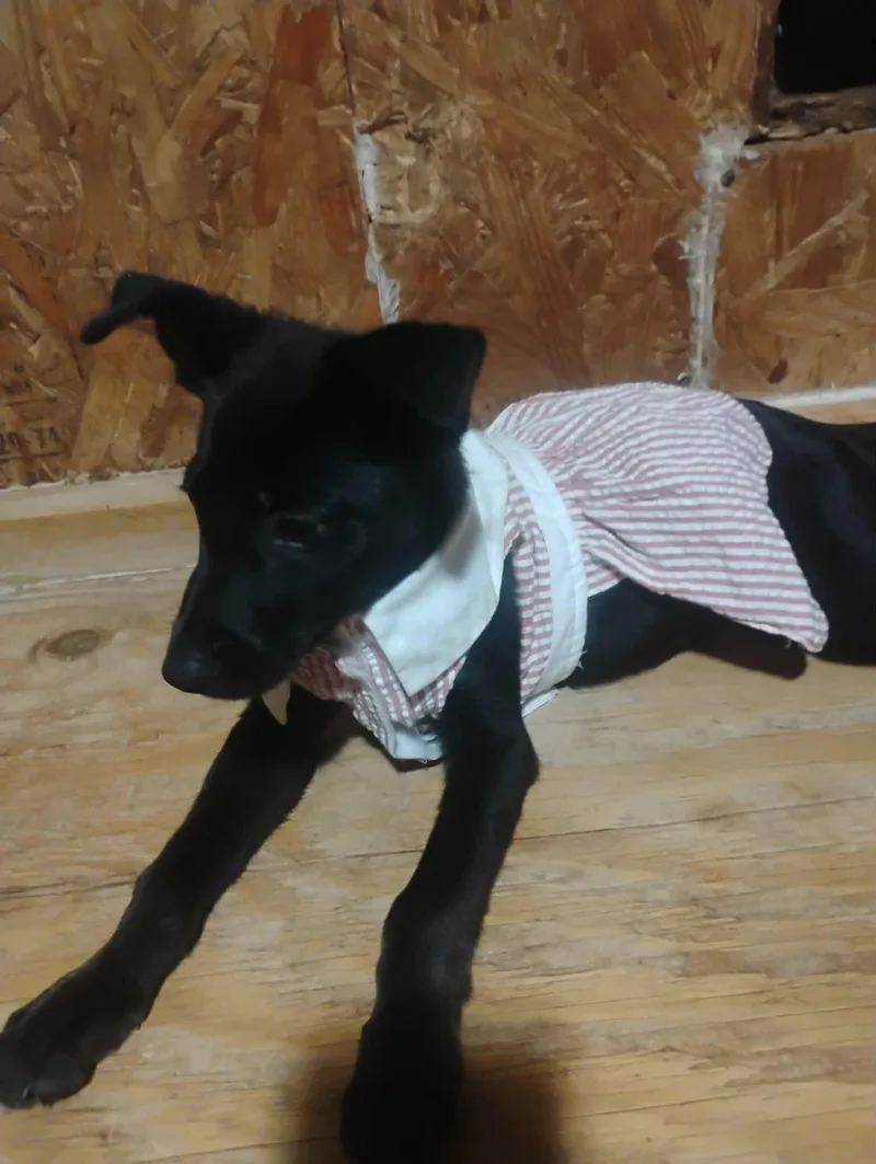 A baby medium-sized female Black Shepherd dog named Zena for adoption in Paramus, NJ