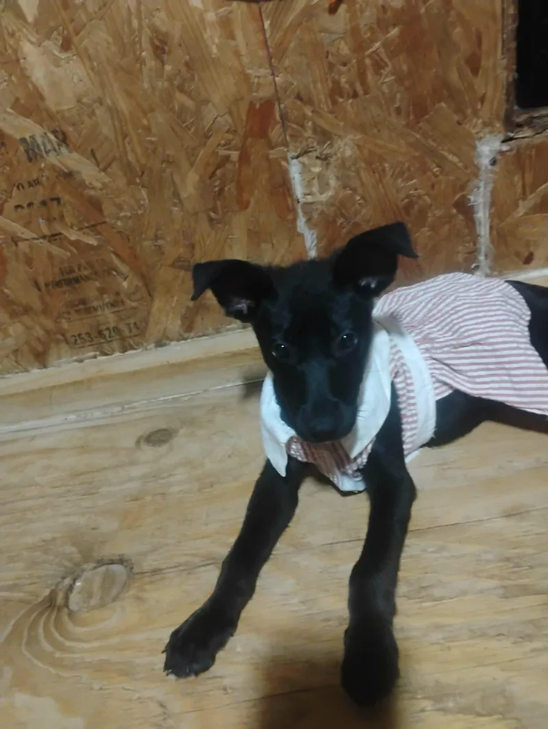 Zena thumbnail 4