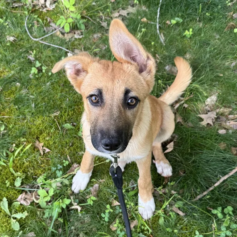 A baby medium-sized female Yellow / Tan / Blond / Fawn Mixed Breed dog named Suki for adoption in Brownsboro, AL