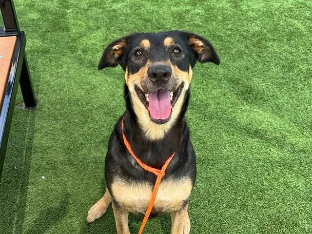An adult large-sized female Doberman Pinscher dog named Lyric for adoption in Tustin, CA