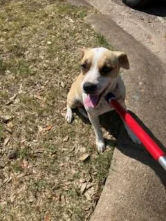 An adult medium-sized female Parson Russell Terrier dog named Kim for adoption in Dallas, TX