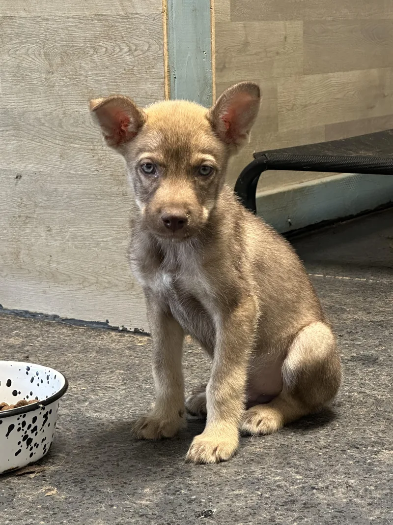 A baby medium-sized male Apricot / Beige Husky dog named Han Solo for adoption in Magnolia, TX