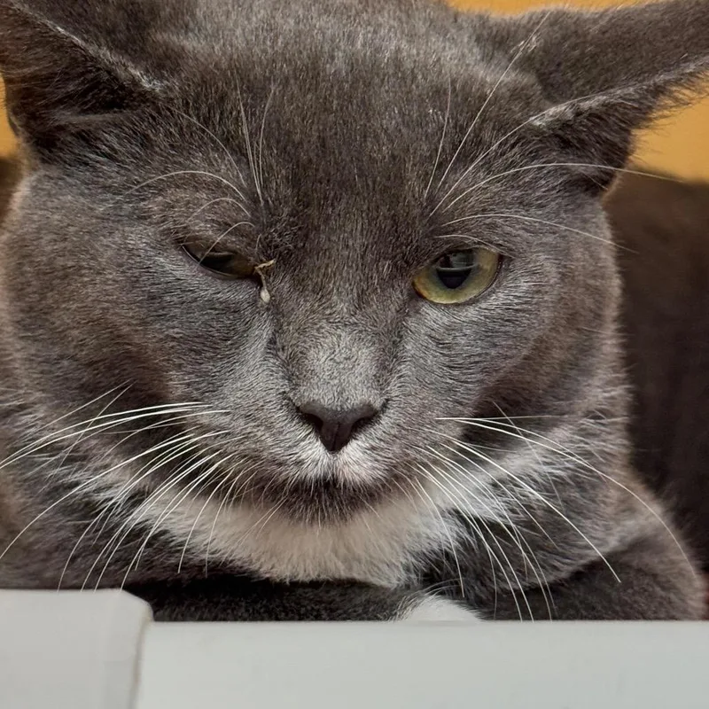 A baby small-sized male Gray / Blue / Silver Domestic Short Hair cat named Onyx for adoption in East Hanover, NJ