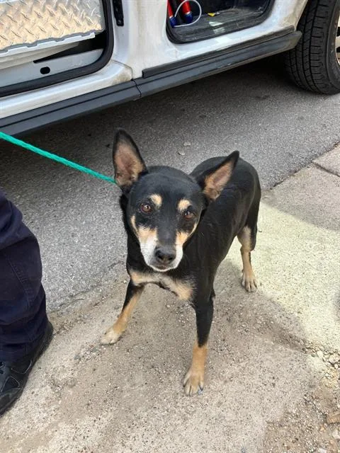 An adult small-sized male Mixed Breed dog named Chapo for adoption in Dallas, TX