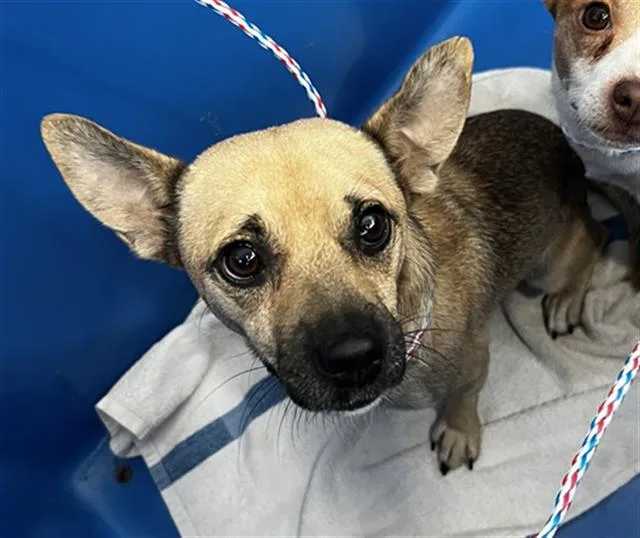 A young small-sized male Mixed Breed dog named Brodie for adoption in Dallas, TX