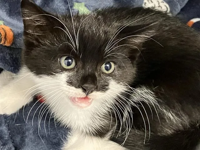 A baby small-sized male Domestic Short Hair cat named Sanji for adoption in Tustin, CA