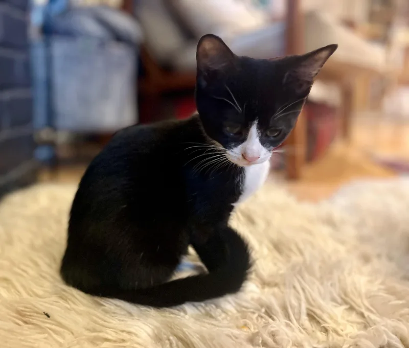 Bean