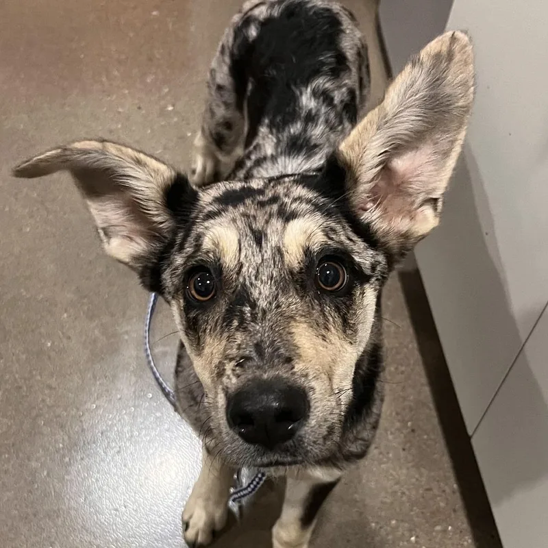 A young medium-sized female Gray / Blue / Silver Catahoula Leopard Dog dog named Dolly for adoption in Washburn, MO