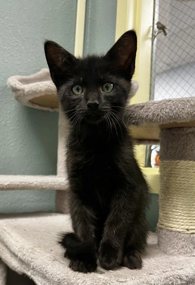 A baby small-sized male Domestic Medium Hair cat named Chickadee for adoption in Jamestown, CA