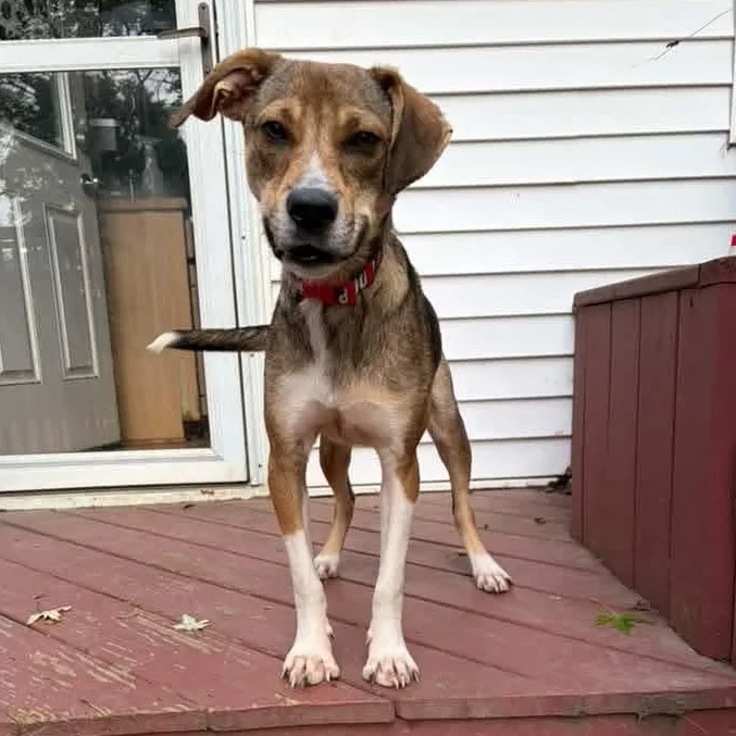 A baby medium-sized male Mixed Breed dog named Roscoe for adoption in East Peoria, IL