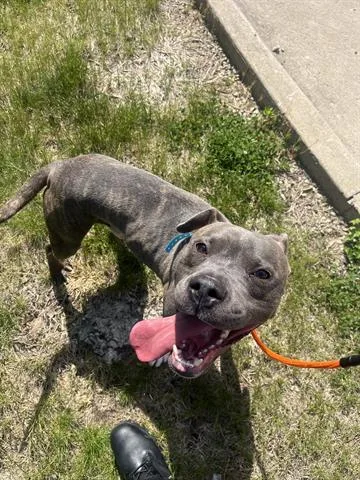 A young medium-sized male Pit Bull Terrier dog named Ribbit for adoption in Dayton, OH