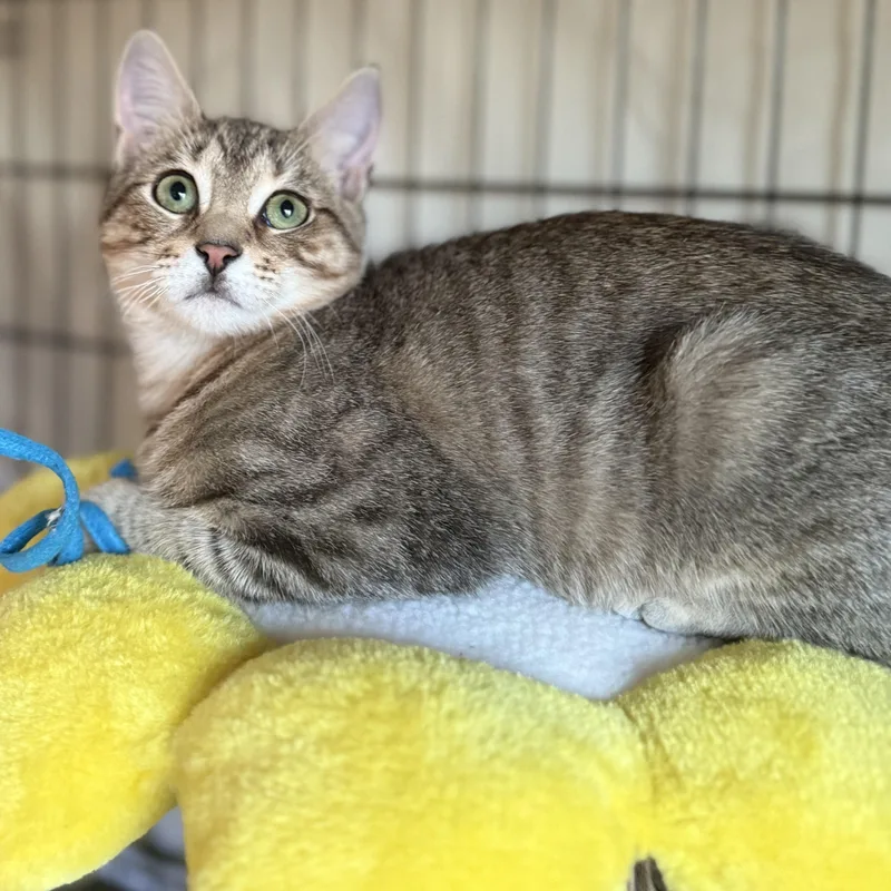 Sweet Tooth & Sugar thumbnail 2